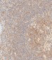 MAP4K1 Antibody